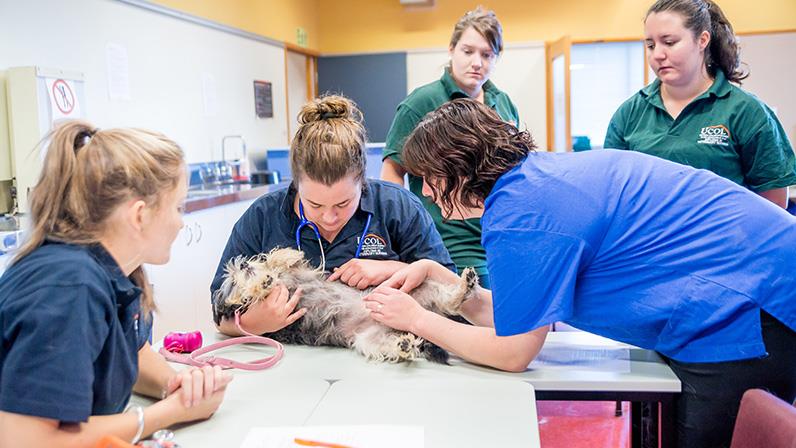 Veterinary nursing students work with a dog at our Palmerston North campus