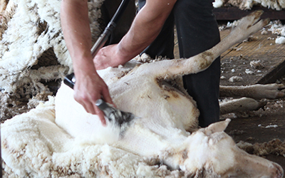 Advanced Shearing Course