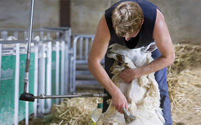 Beginners Shearing Course