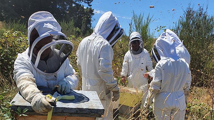 Students tending to the UCOL beehives