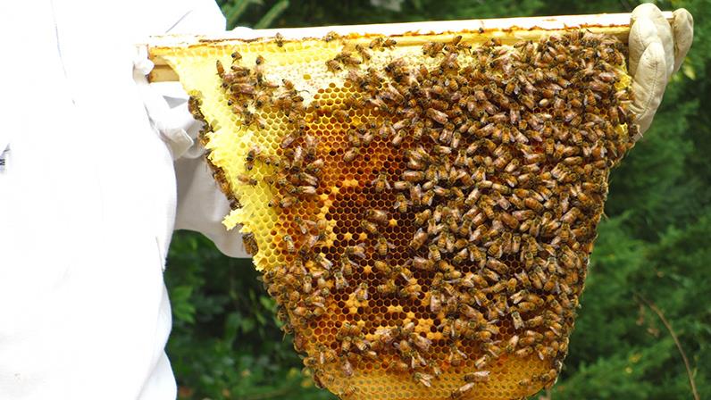 A beekeeper holding a honeycomb