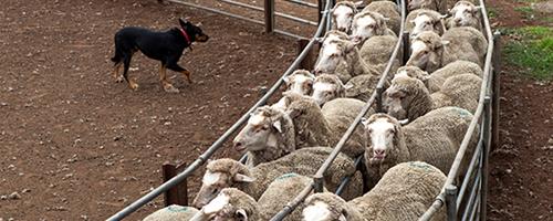 A sheepdog herds sheep on a farm