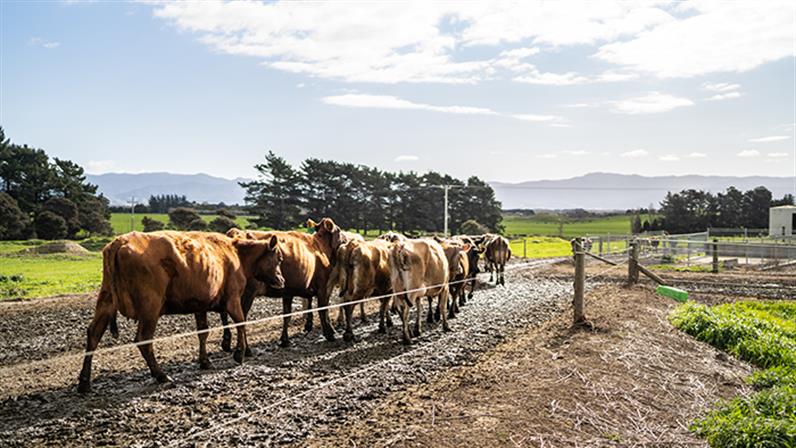 A photograph of a herd of cow waking through a muddy pathway at a farm