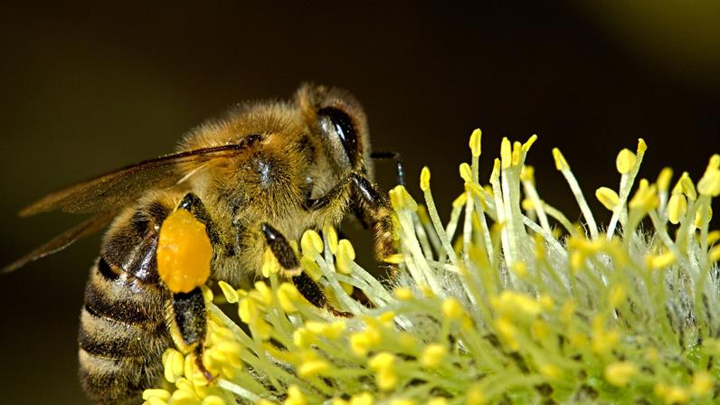 A close-up photograph of a bee on a yellow flower