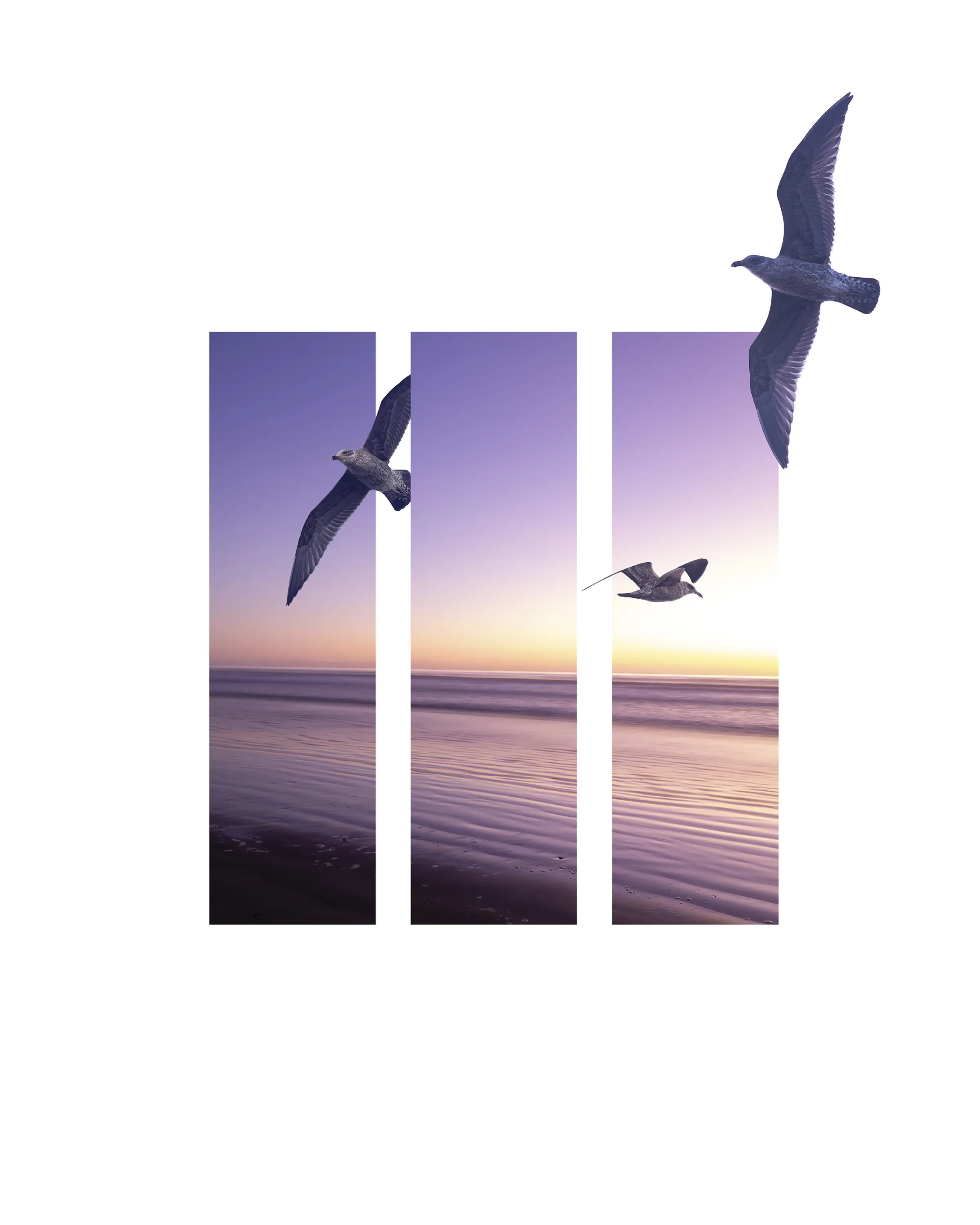 birds flying birds over a beach