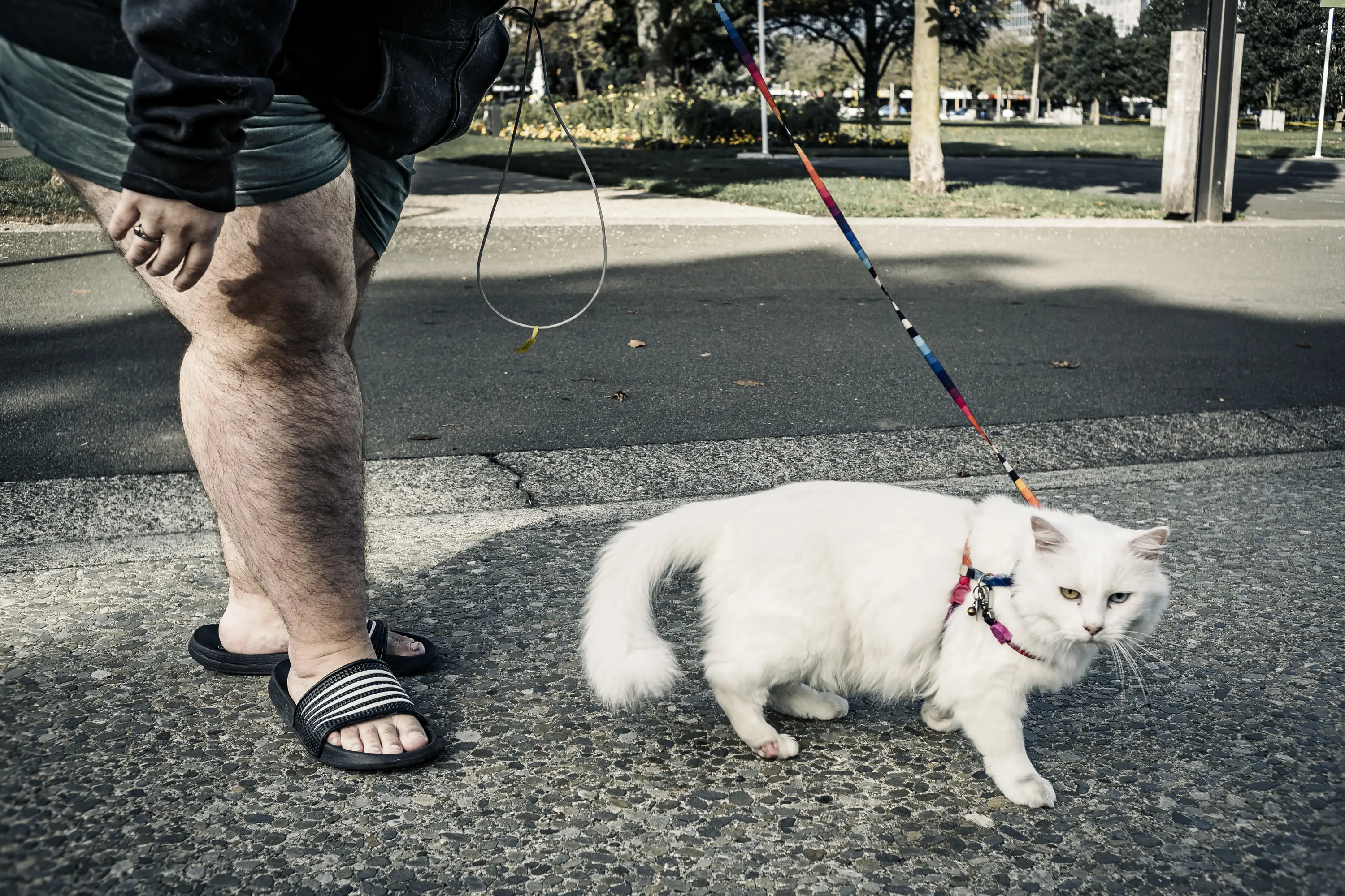 a white cat on a leash