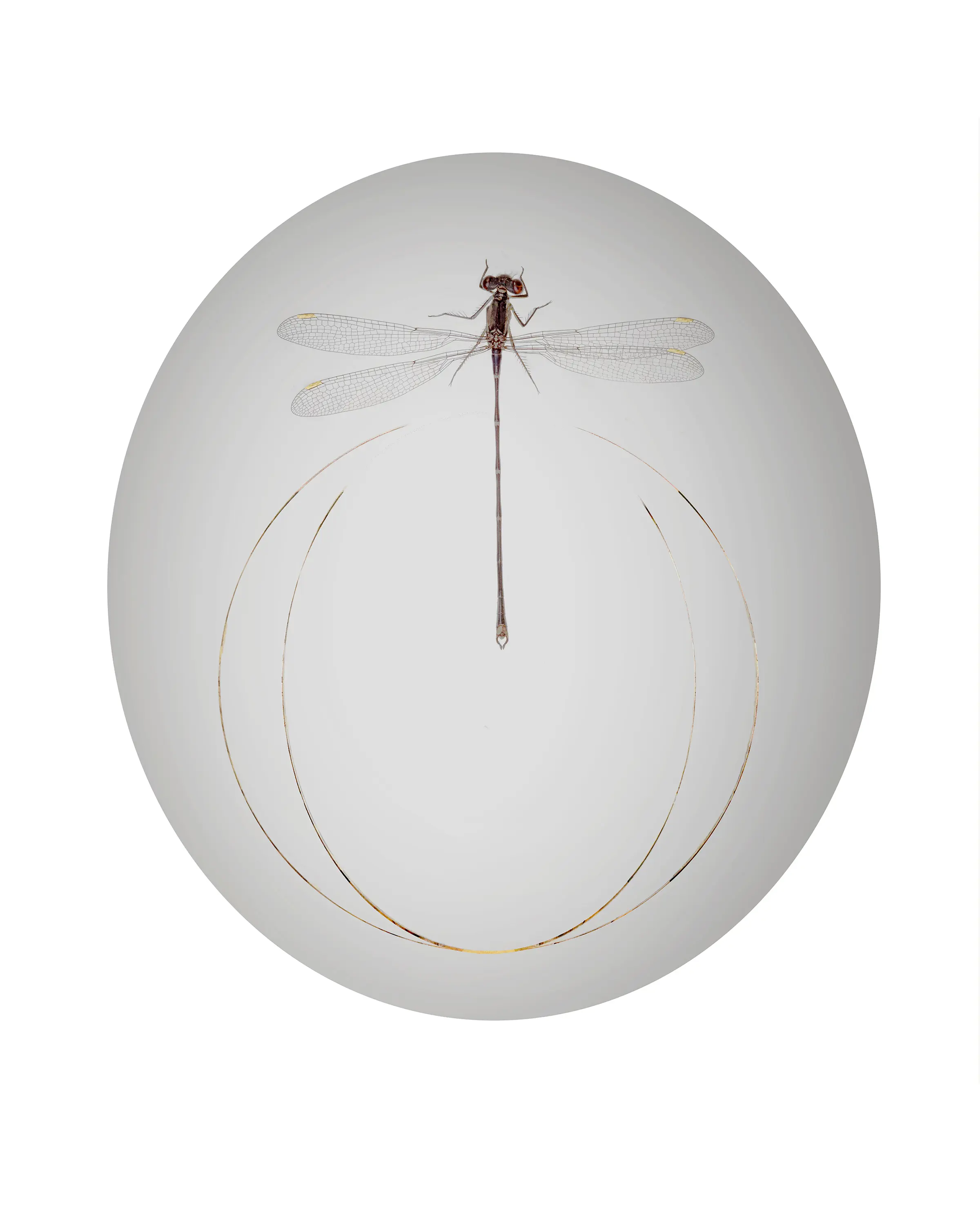a dragonfly in a circle