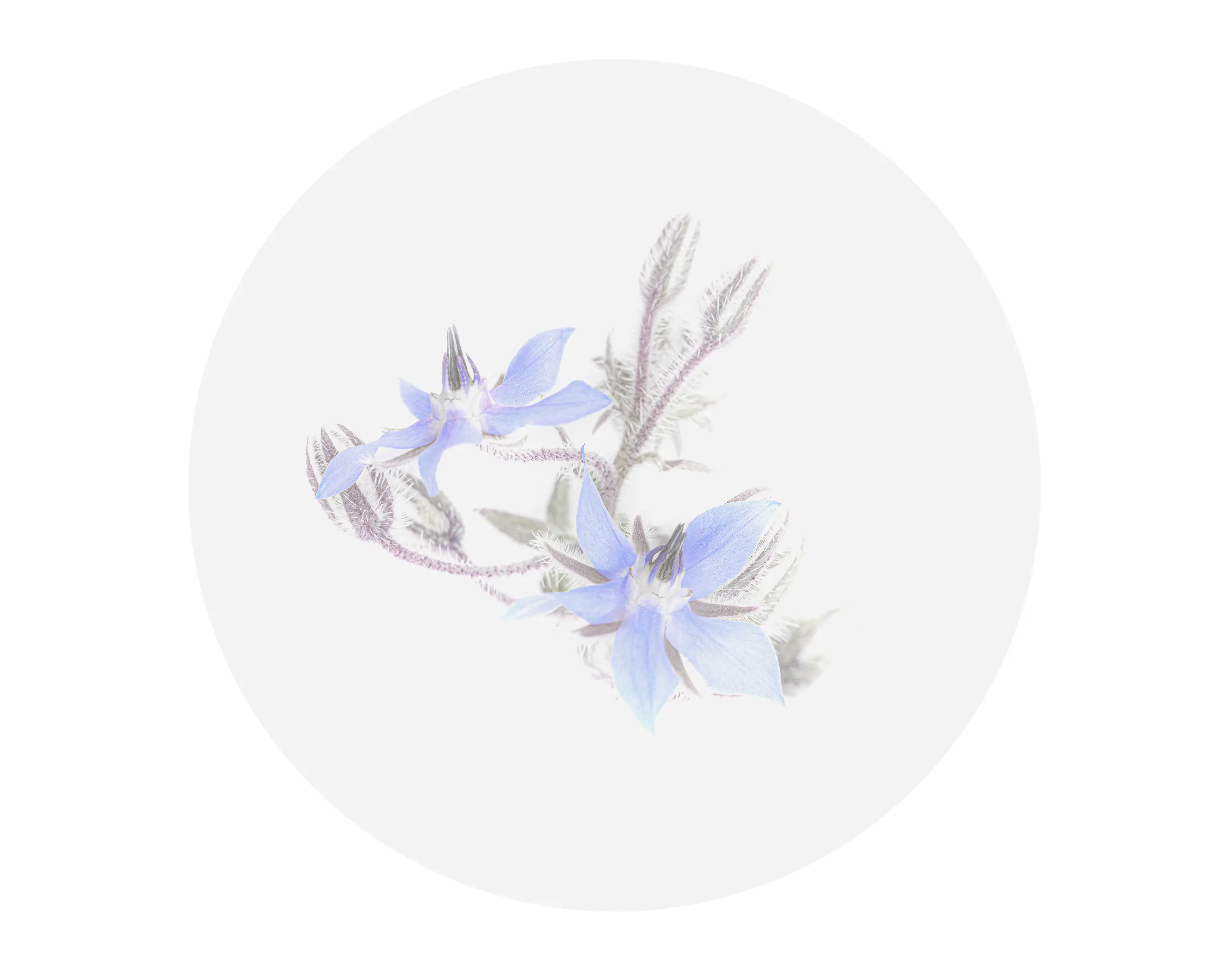 a close up of a flower