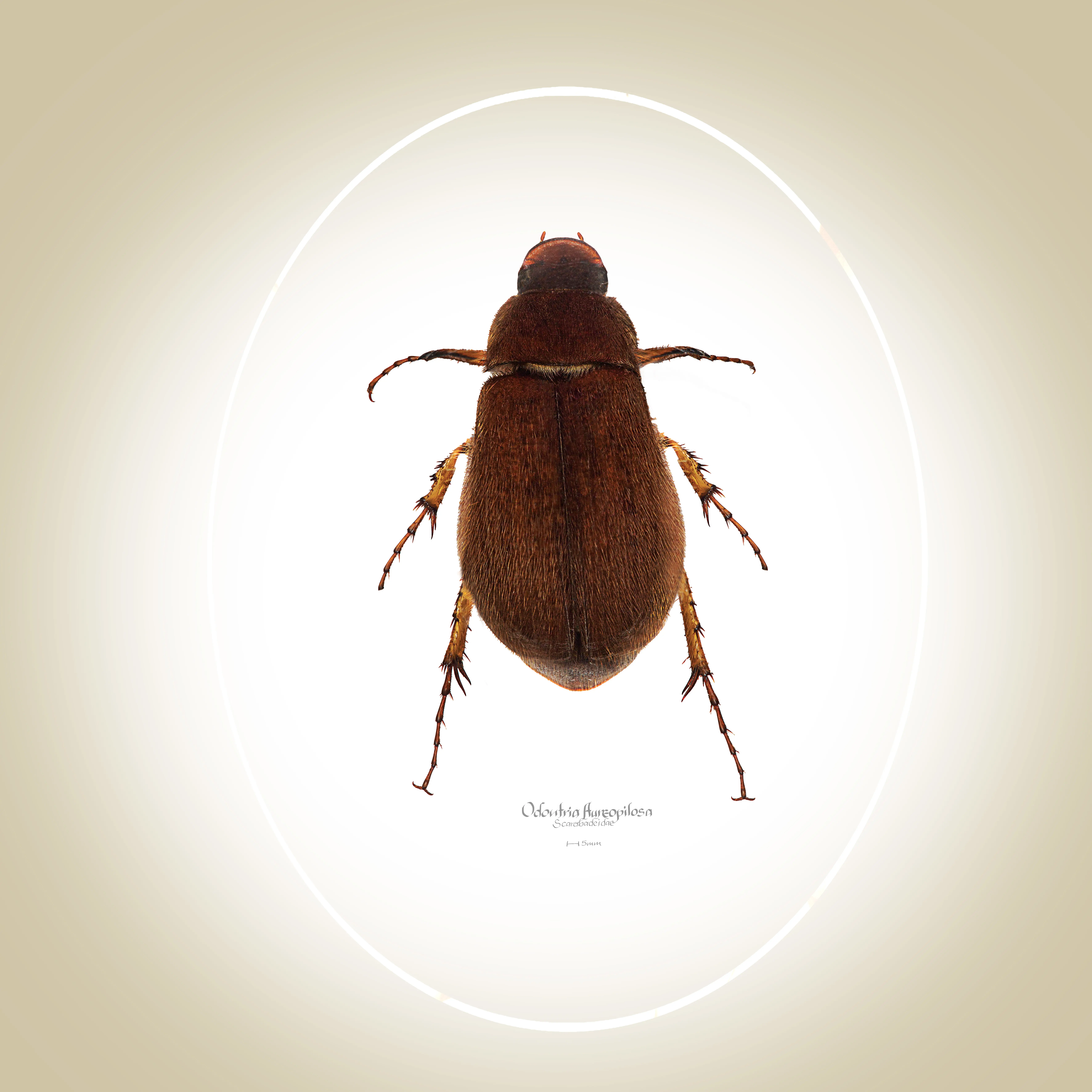 a close up of a bug