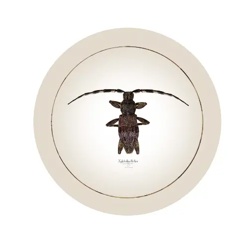 TriciaFalkner_Silver 3