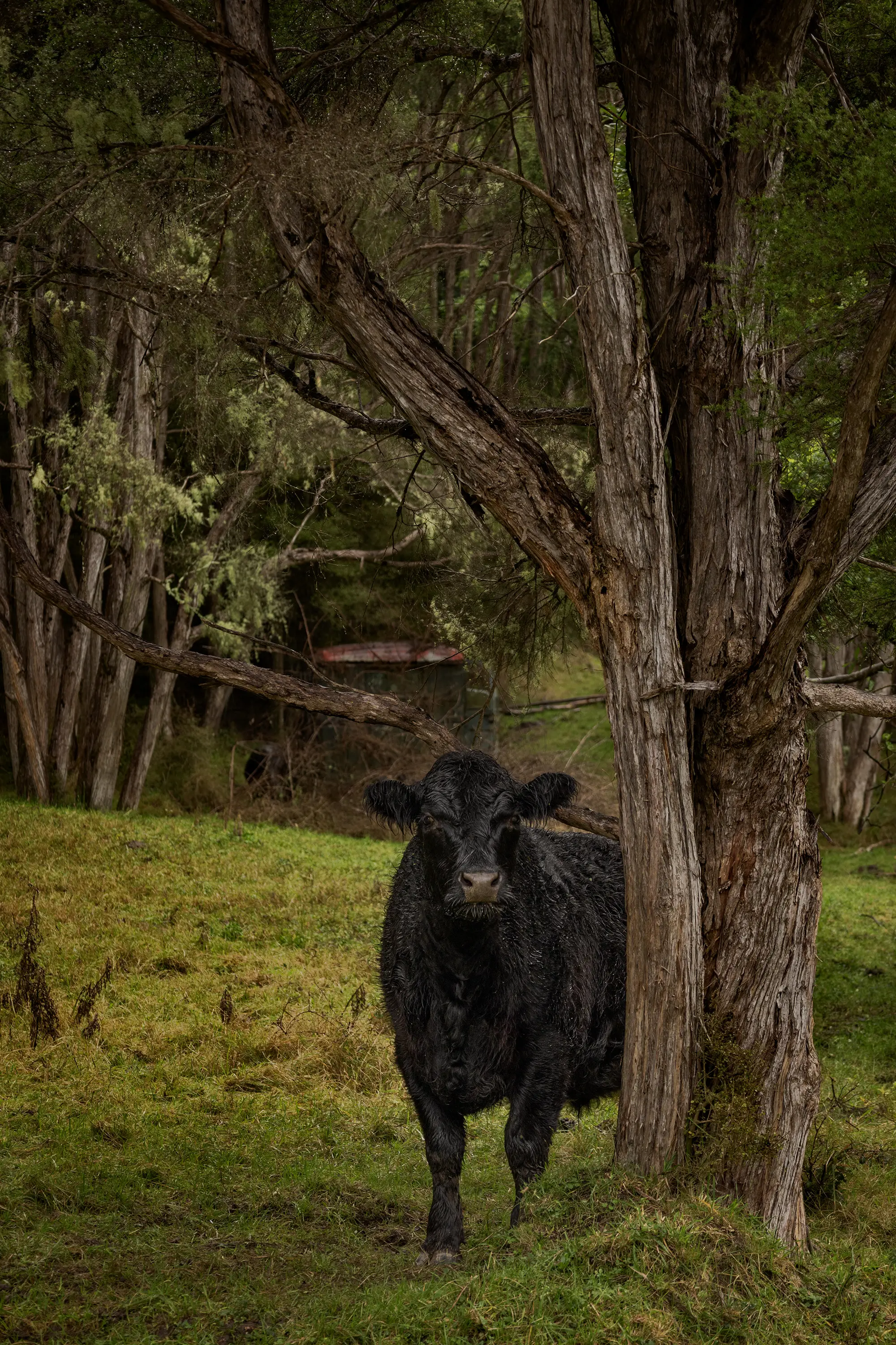 a cow standing in a grassy area